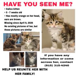 Lost Female Cat last seen Between MacArthur Middle and Burges High School, El Paso, TX 79925