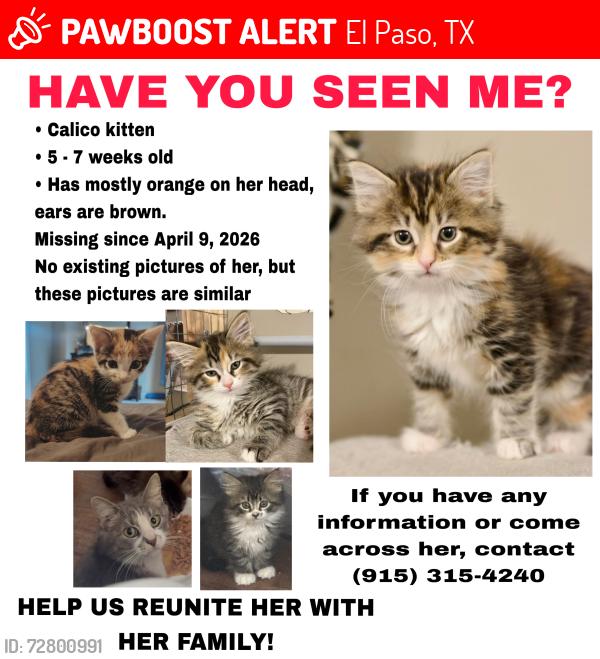 Lost Female Cat last seen Between MacArthur Middle and Burges High School, El Paso, TX 79925