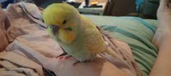 Lost Male Bird last seen Right outside north shore ford on pacific highway Artarmon , Artarmon, NSW 2064