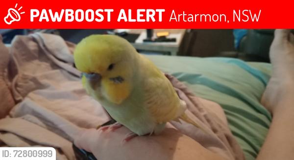 Lost Male Bird last seen Right outside north shore ford on pacific highway Artarmon , Artarmon, NSW 2064
