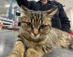 Found/Stray Unknown Cat last seen Tanasbourne Vet Er, Hillsboro, OR 97123