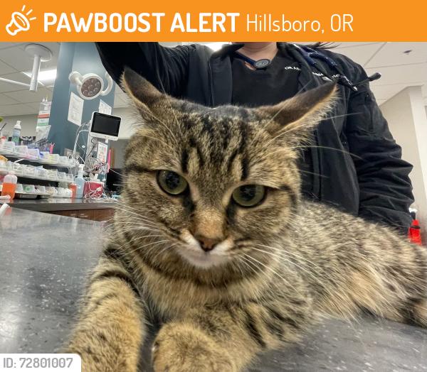 Found/Stray Unknown Cat last seen Tanasbourne Vet Er, Hillsboro, OR 97123