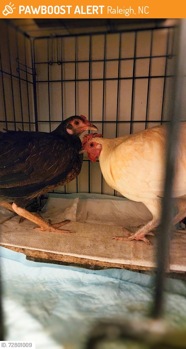 Found/Stray Unknown Bird last seen Cortland apmts , Raleigh, NC 27613