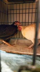 Found/Stray Unknown Bird last seen Cortland apmts , Raleigh, NC 27613