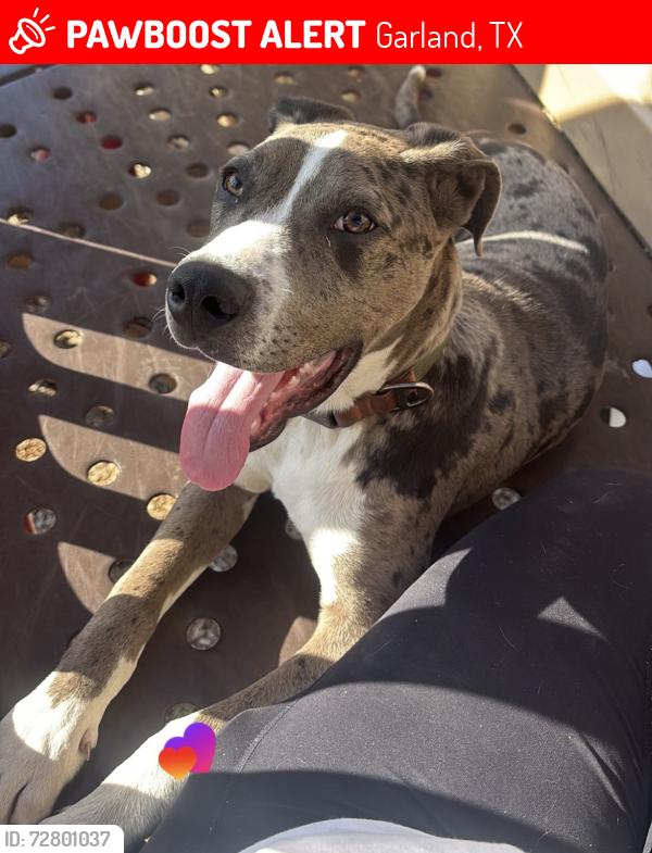 Lost Male Dog last seen Golden meadows middle school , Garland, TX 75040