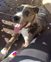 Lost Male Dog last seen Golden meadows middle school , Garland, TX 75040