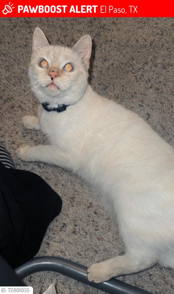 Lost Female Cat last seen Jerry turner , El Paso, TX 79932