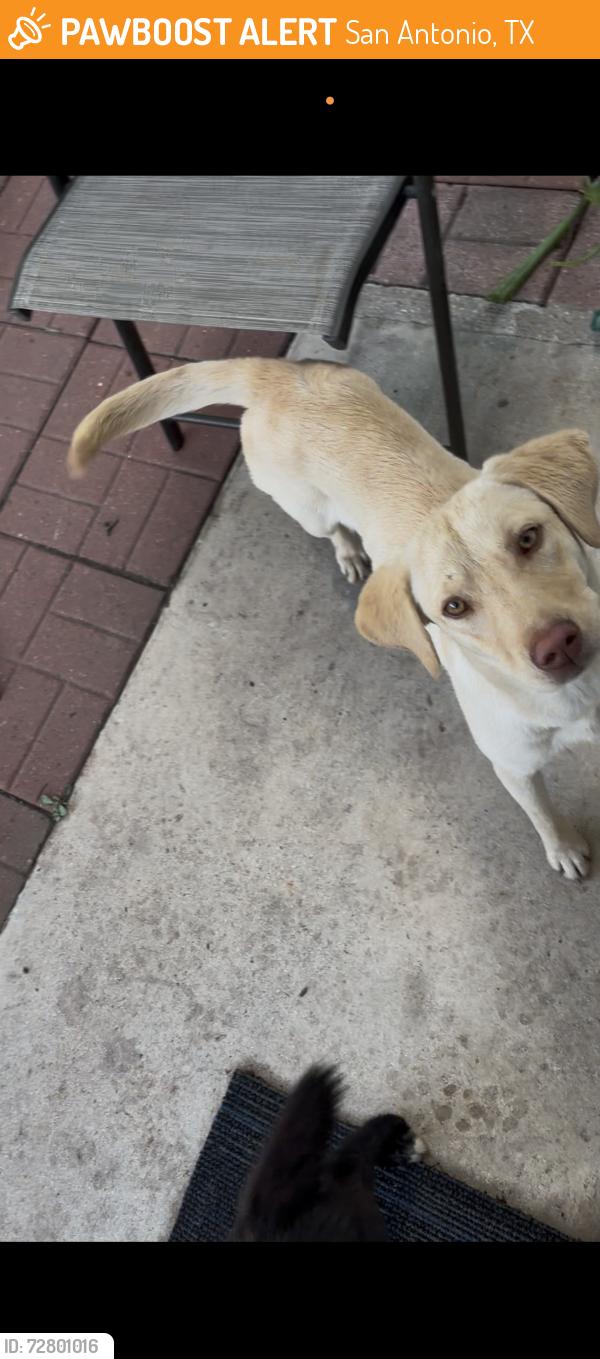 Found/Stray Unknown Dog last seen Braun rd , San Antonio, TX 78254