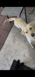 Found/Stray Unknown Dog last seen Braun rd , San Antonio, TX 78254