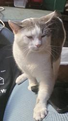 Found/Stray Male Cat last seen Sunrise and glenhurst dr , North Richland Hills, TX 76182