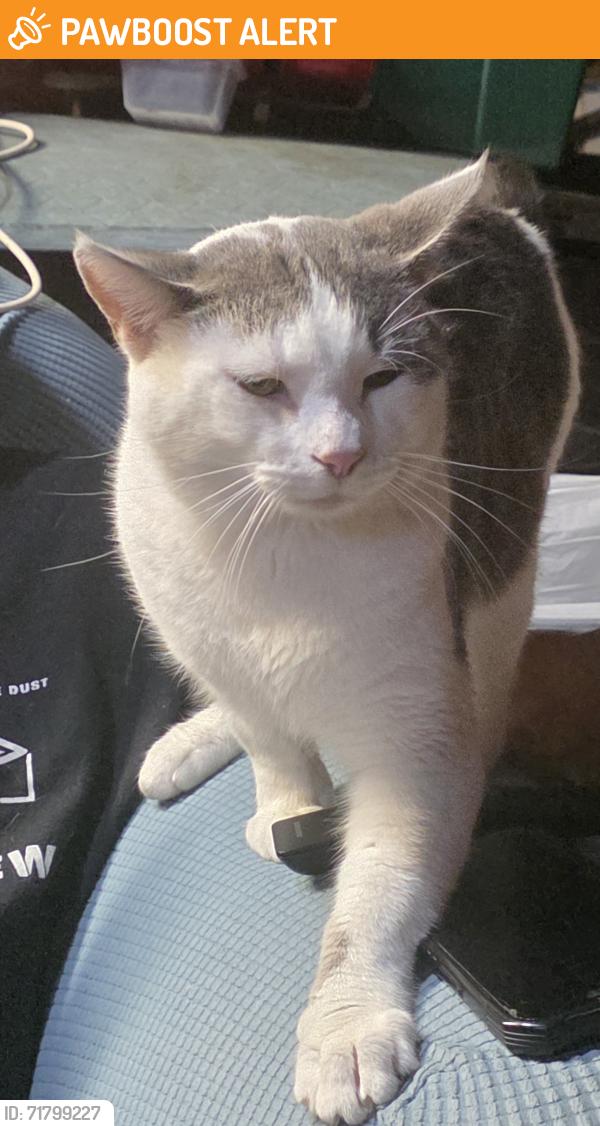 Found/Stray Male Cat last seen Sunrise and glenhurst dr , North Richland Hills, TX 76182