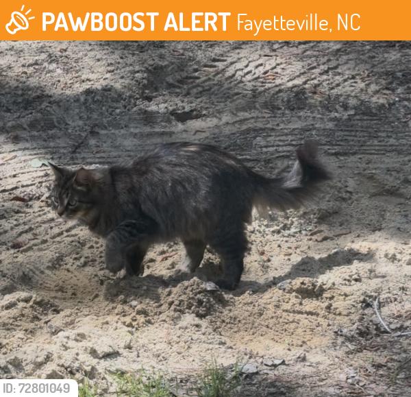 Found/Stray Unknown Cat last seen Special Forces, Fayetteville, NC 28306