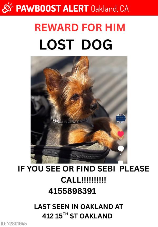 Lost Male Dog last seen Broadway & 15th, Oakland, CA 94612