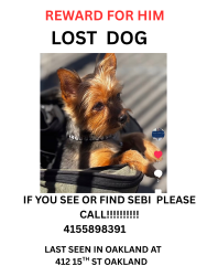 Lost Male Dog last seen Broadway & 15th, Oakland, CA 94612