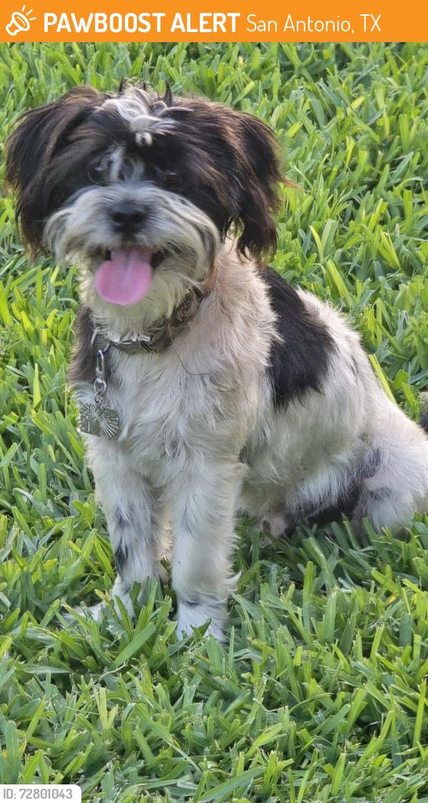Found/Stray Male Dog last seen Formosa and Fournier, San Antonio, TX 78221
