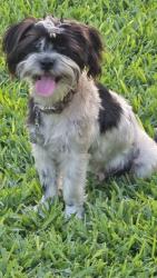 Found/Stray Male Dog last seen Formosa and Fournier, San Antonio, TX 78221