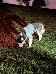 Found/Stray Unknown Dog last seen Dix creek 1, Leicester, NC 28748