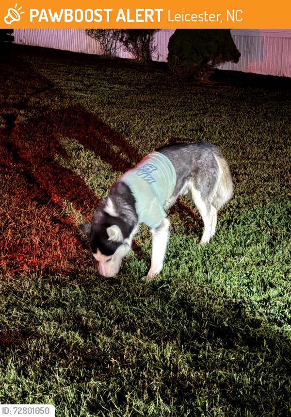 Found/Stray Unknown Dog last seen Dix creek 1, Leicester, NC 28748