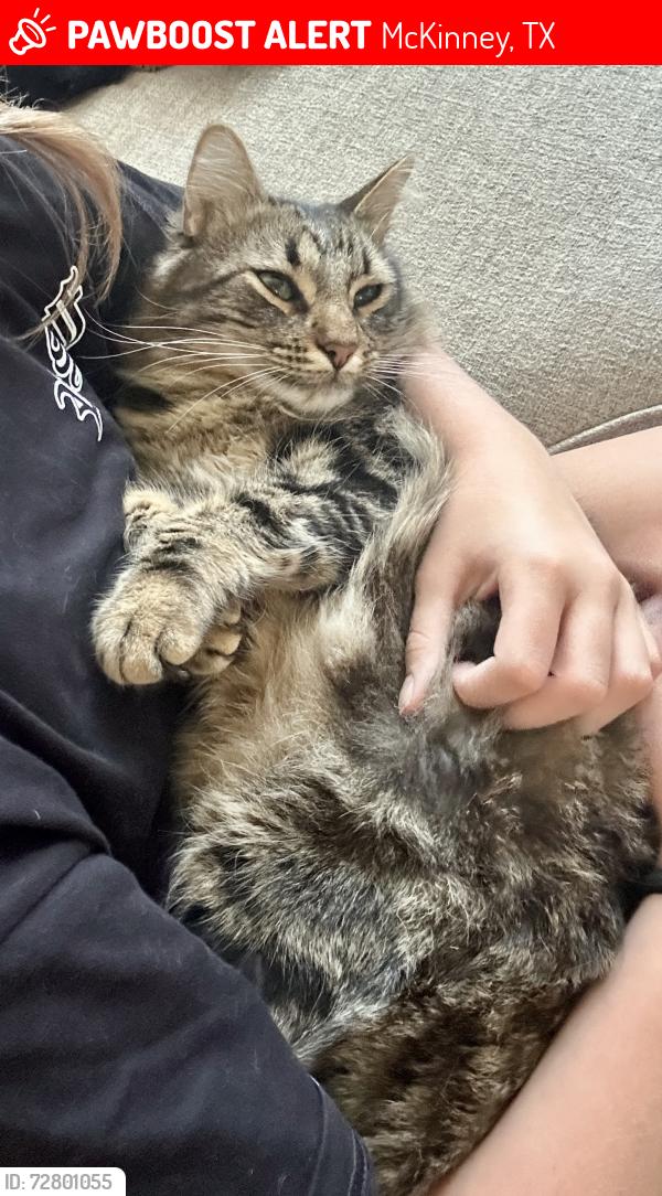 Lost Male Cat last seen Custer/380, McKinney, TX 75071