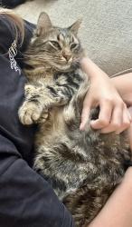 Lost Male Cat last seen Custer/380, McKinney, TX 75071