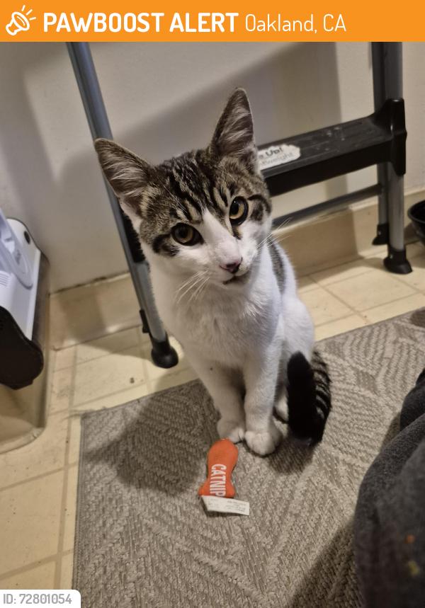 Found/Stray Male Cat last seen Redwood day school, Oakland, CA 94602