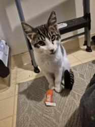 Found/Stray Male Cat last seen Redwood day school, Oakland, CA 94602