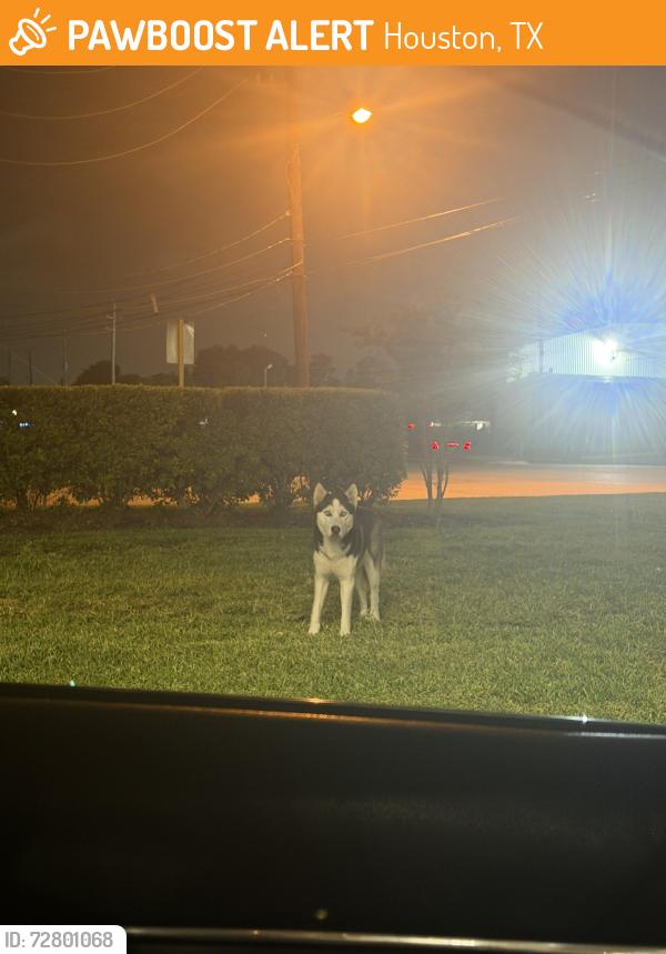 Found/Stray Unknown Dog last seen Quiktrip, Houston, TX 77090