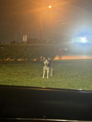 Found/Stray Unknown Dog last seen Quiktrip, Houston, TX 77090