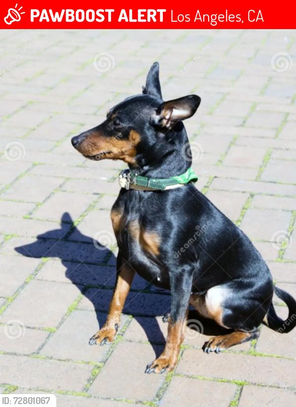 Lost Female Dog last seen Lankship Oxnard , Los Angeles, CA 91601