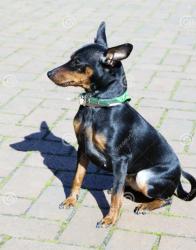 Lost Female Dog last seen Lankship Oxnard , Los Angeles, CA 91601