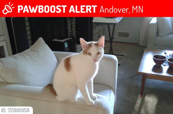 Lost Male Cat last seen 165th Ave NW & Zuni St NW, Andover, MN, Andover, MN 55304