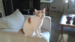 Lost Male Cat last seen 165th Ave NW & Zuni St NW, Andover, MN, Andover, MN 55304