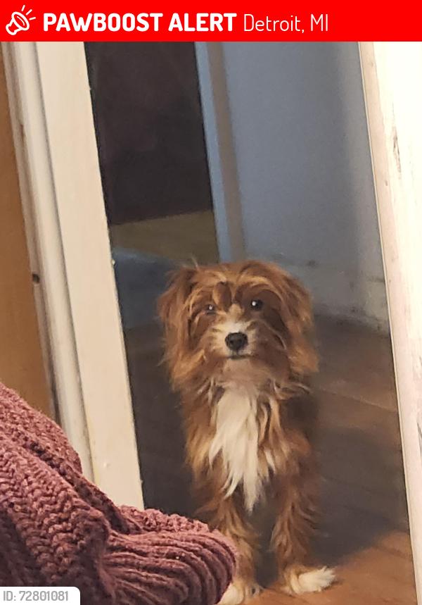 Lost Male Dog last seen In between w. Davison and west parkway st, Detroit, MI 48223