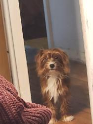 Lost Male Dog last seen In between w. Davison and west parkway st, Detroit, MI 48223