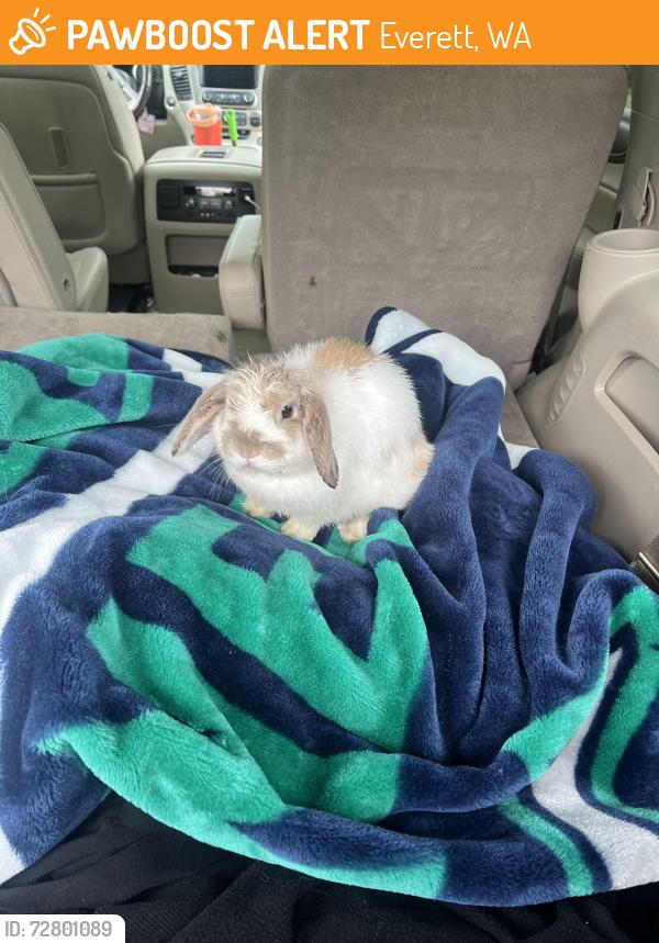 Found/Stray Unknown Rabbit last seen Airport road and Holly near Greenwood heating and air, Everett, WA 98204