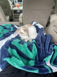Found/Stray Unknown Rabbit last seen Airport road and Holly near Greenwood heating and air, Everett, WA 98204