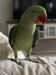 Lost Male Bird last seen Pearce street , Liverpool, NSW 2170
