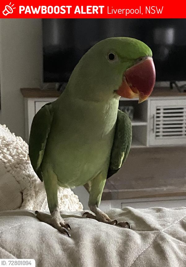 Lost Male Bird last seen Pearce street , Liverpool, NSW 2170