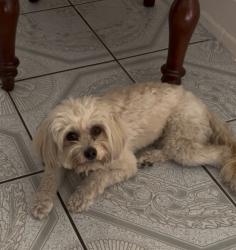 Lost Female Dog last seen Compton and 77 th street, Los Angeles, CA 90001