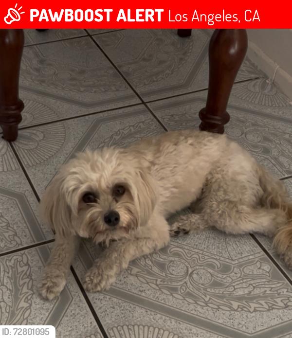 Lost Female Dog last seen Compton and 77 th street, Los Angeles, CA 90001