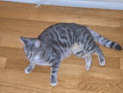 Lost Female Cat last seen Lewis Park, Claremont, CA 91711