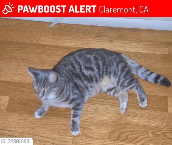 Lost Female Cat last seen Lewis Park, Claremont, CA 91711
