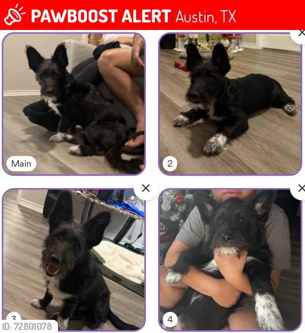 Lost Male Dog last seen Near Eilers Rd Austin 68719 , Austin, TX 78719