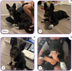 Lost Male Dog last seen Near Eilers Rd Austin 68719 , Austin, TX 78719