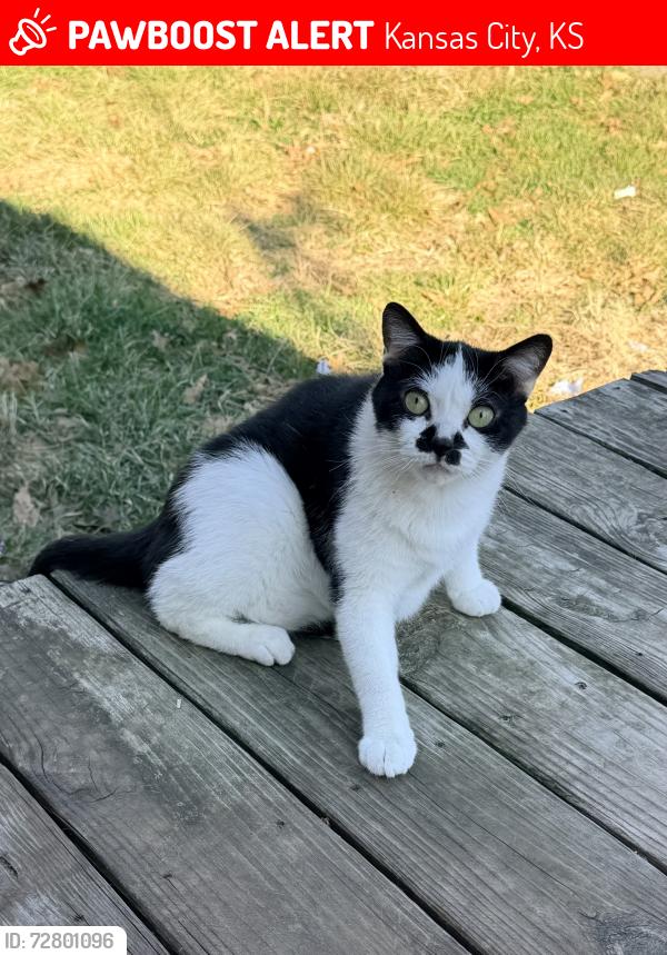 Lost Male Cat last seen 70th Terr and Riverview Ave, Kansas City, KS 66111