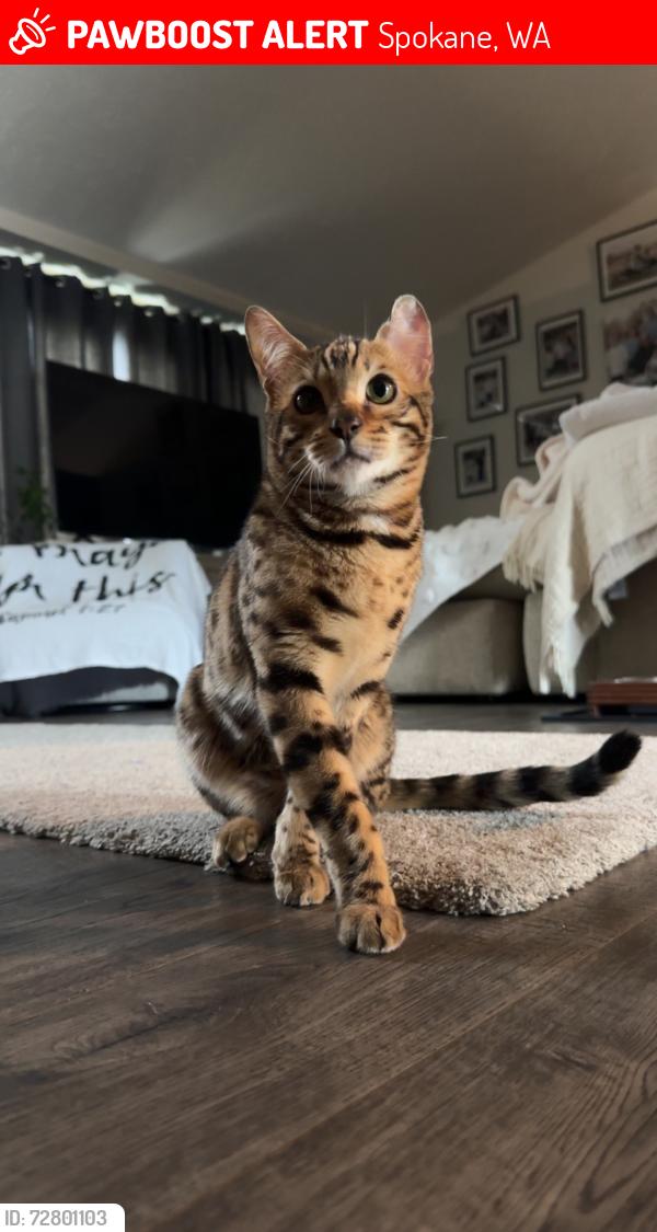 Lost Male Cat last seen Cuba and Ermina, Spokane, WA 99217