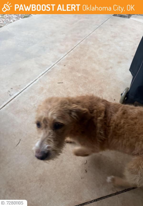 Found/Stray Female Dog last seen  Dr Lake near the dam, Oklahoma City, OK 73121