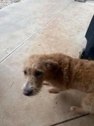 Found/Stray Female Dog last seen  Dr Lake near the dam, Oklahoma City, OK 73121