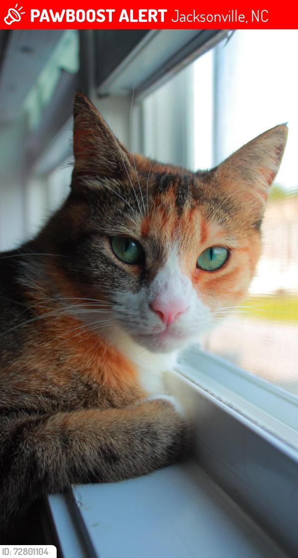 Lost Female Cat last seen Waffle hse near Motel 6, Jacksonville, NC 28540