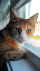 Lost Female Cat last seen Waffle hse near Motel 6, Jacksonville, NC 28540